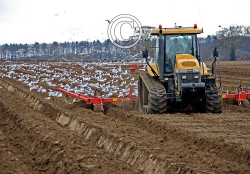 Gulls and Tractor DMOO52
